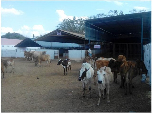 Gosala with cows and bulls