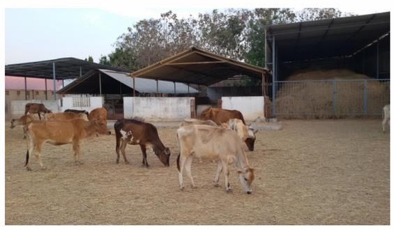 Gosala premises